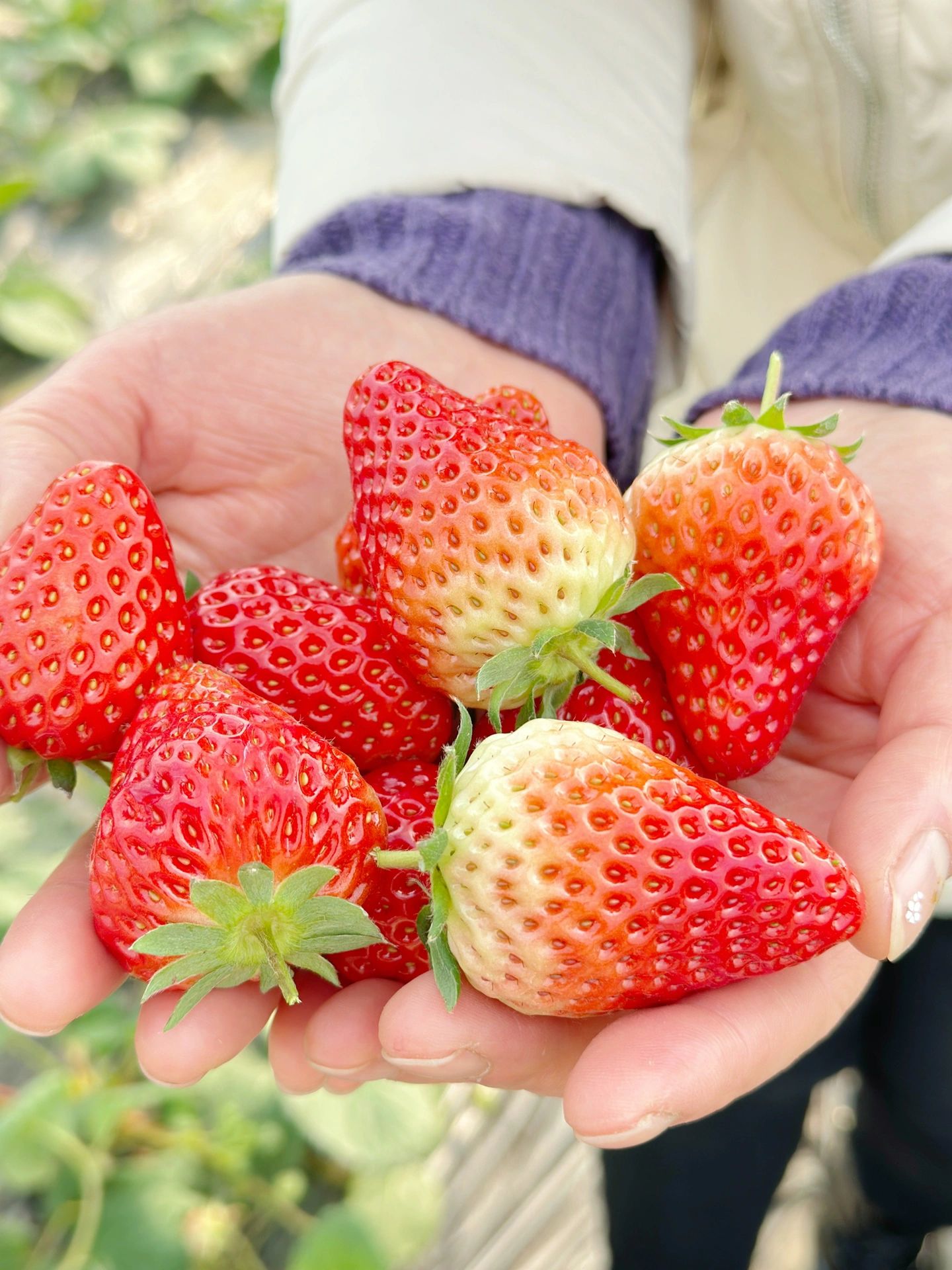 贝博app-q溗苺-贝博app